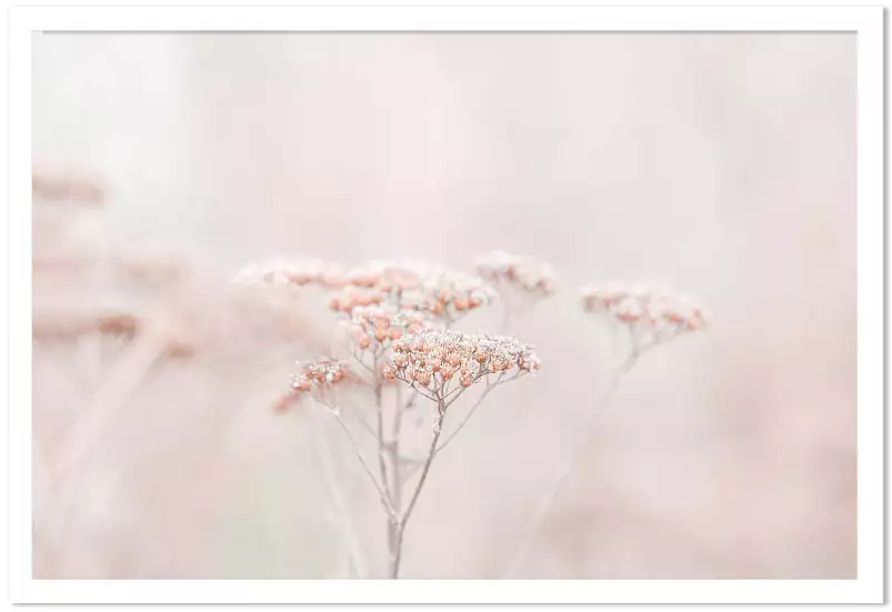 Fleurs séchées rosées - plante dorée