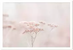 Fleurs séchées rosées - plante dorée