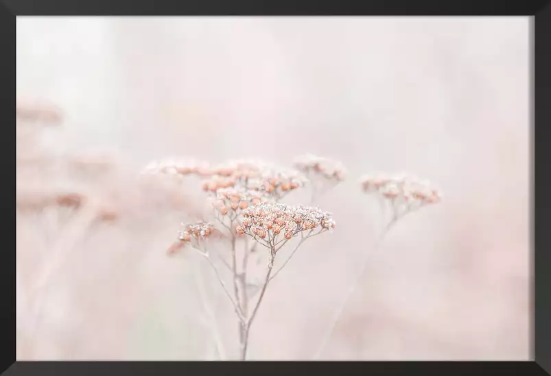 Fleurs séchées rosées - plante dorée