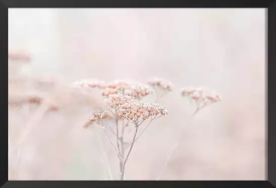 Fleurs séchées rosées - plante dorée