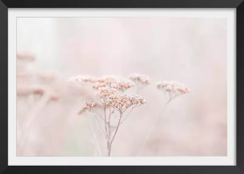 Fleurs séchées rosées - plante dorée