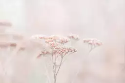 Fleurs séchées rosées - plante dorée