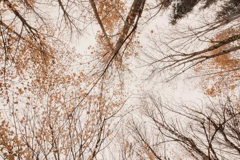 Sommet doré - paysage de foret