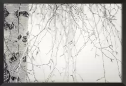 Bois blanc - paysage de foret