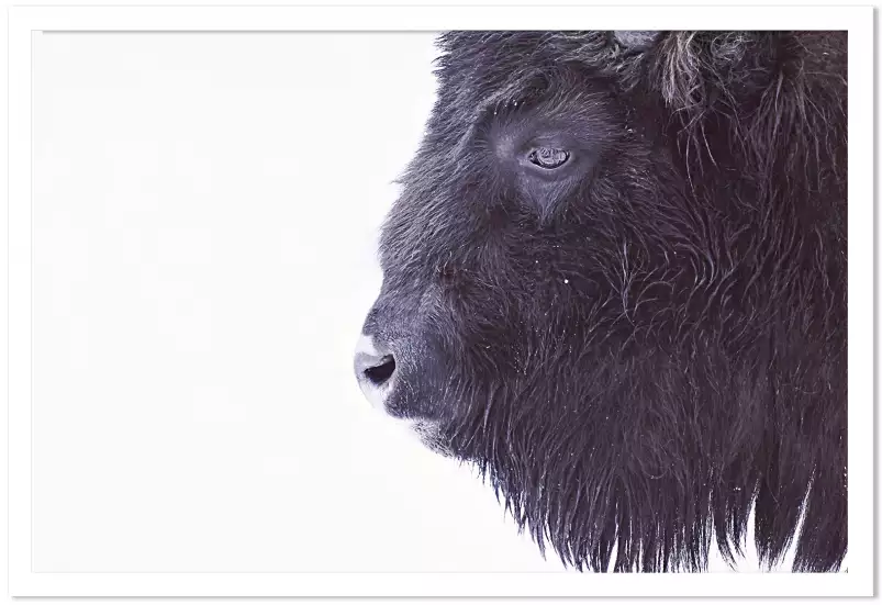 Bison en hiver - affiche animaux