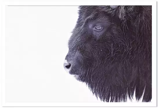 Bison en hiver - affiche animaux