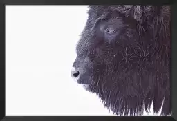 Bison en hiver - affiche animaux