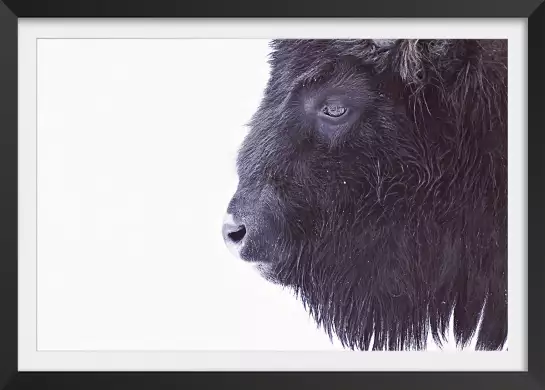 Bison en hiver - affiche animaux