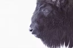 Bison en hiver - affiche animaux