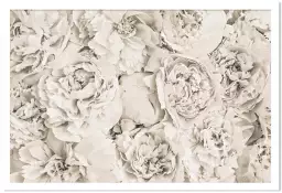 Blanches roses - affiche fleurs