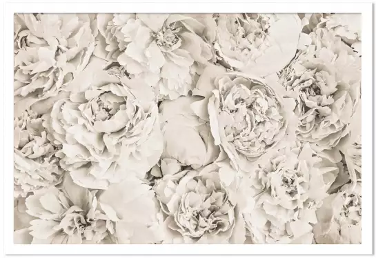 Blanches roses - affiche fleurs