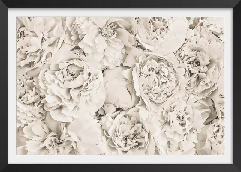 Blanches roses - affiche fleurs