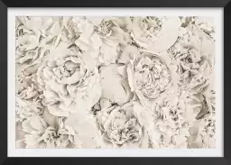 Blanches roses - affiche fleurs