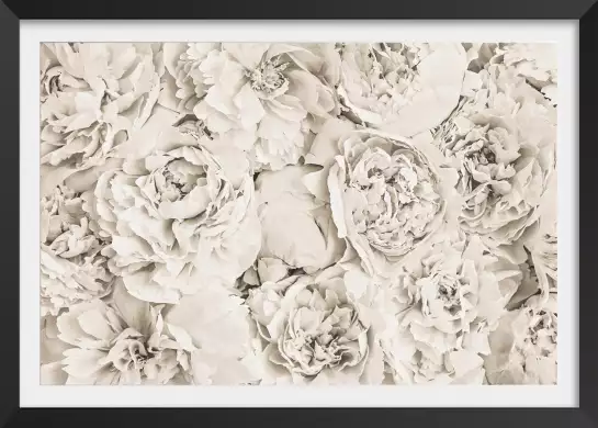 Blanches roses - affiche fleurs