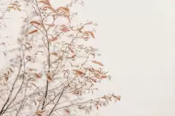 Branches givrées - affiche plantes