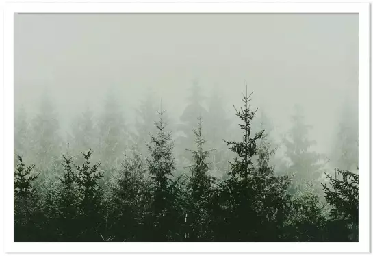 Forêt brumeuse - affiche foret