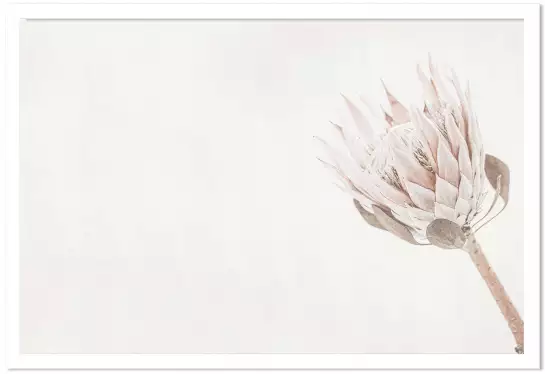 Protea blanche - affiche de fleurs