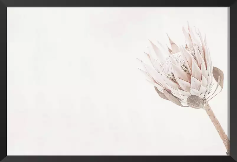 Protea blanche - affiche de fleurs