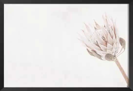 Protea blanche - affiche de fleurs