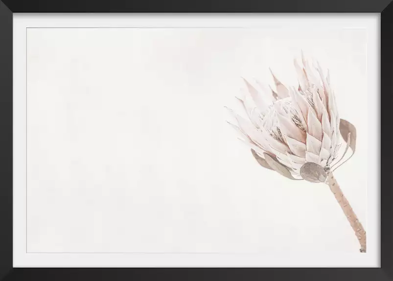 Protea blanche - affiche de fleurs