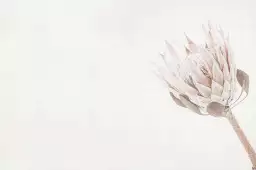 Protea blanche - affiche de fleurs