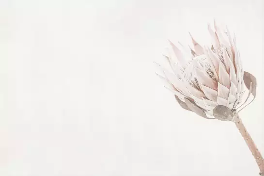 Protea blanche - affiche de fleurs