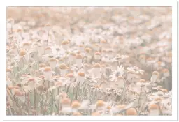 Marguerites au matin - affiche de fleurs