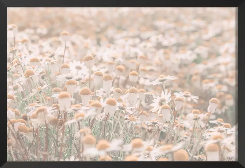 Marguerites au matin - affiche de fleurs