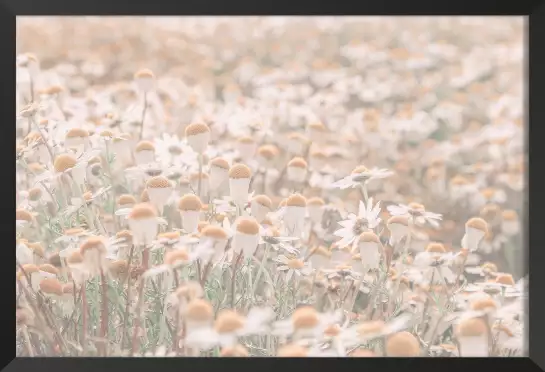 Marguerites au matin - affiche de fleurs