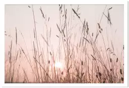 Champ de blés rosés - paysage nature