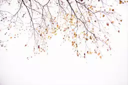 Fin d'automne - paysage de foret