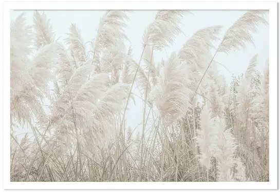 Pampas blanches - affiche plantes