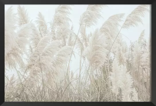 Pampas blanches - affiche plantes