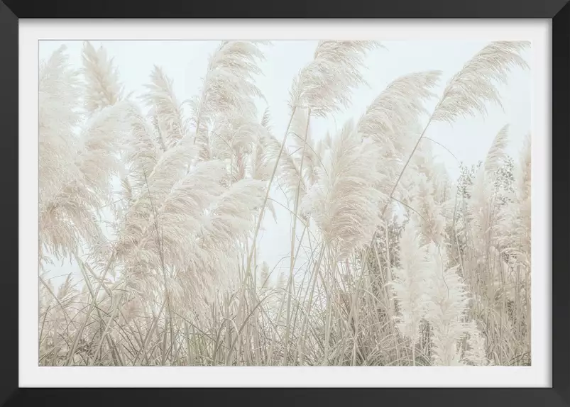 Pampas blanches - affiche plantes