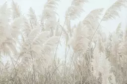 Pampas blanches - affiche plantes