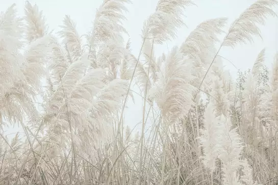 Pampas blanches - affiche plantes