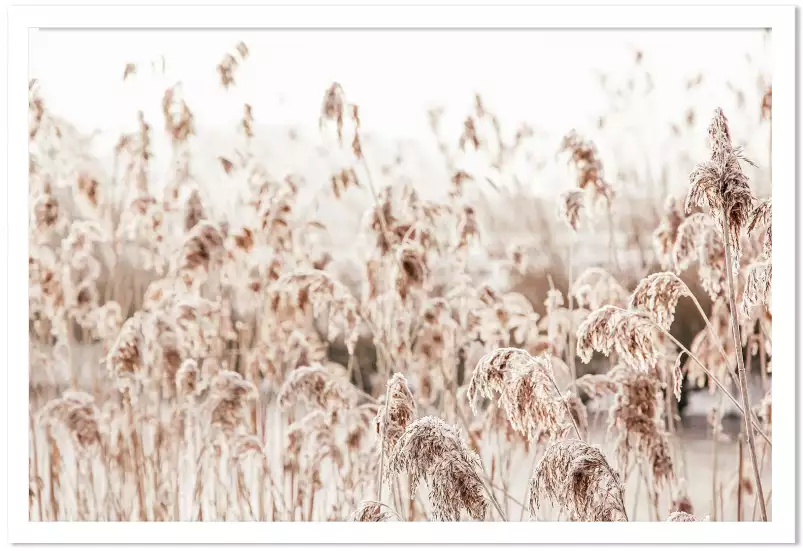 Plumeaux d'eau - paysage nature