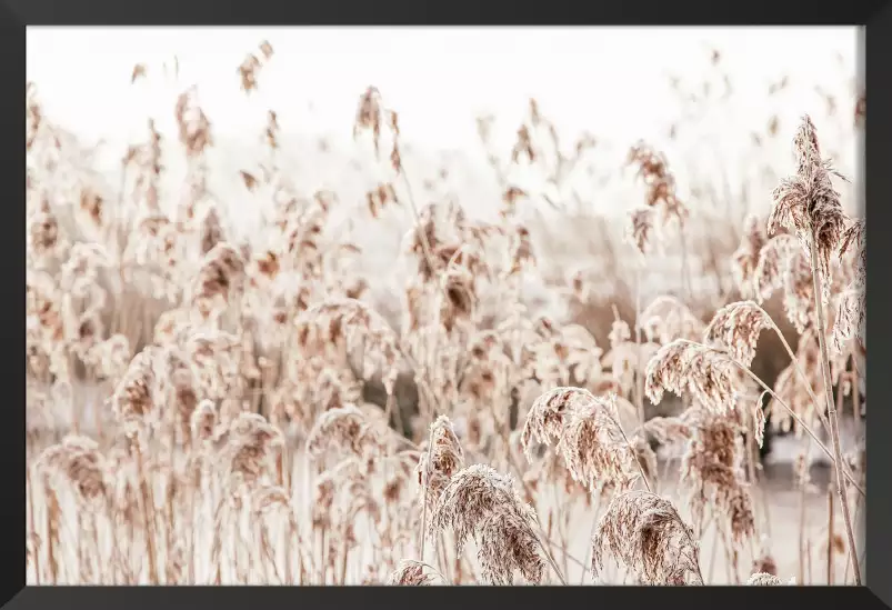 Plumeaux d'eau - paysage nature