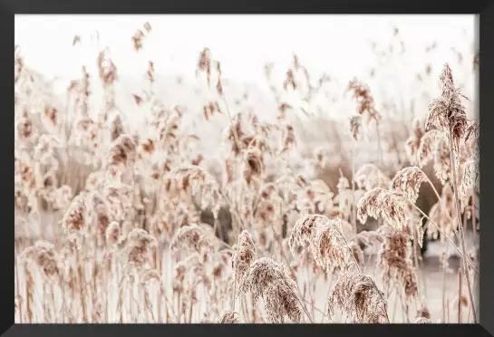 Plumeaux d'eau - paysage nature