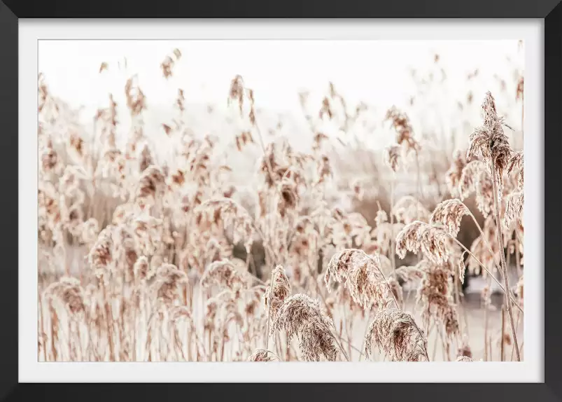 Plumeaux d'eau - paysage nature