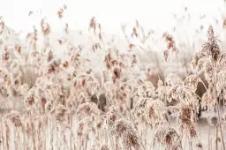 Plumeaux d'eau - paysage nature