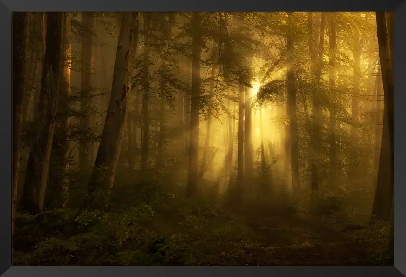 Ensemble jaune - affiche foret