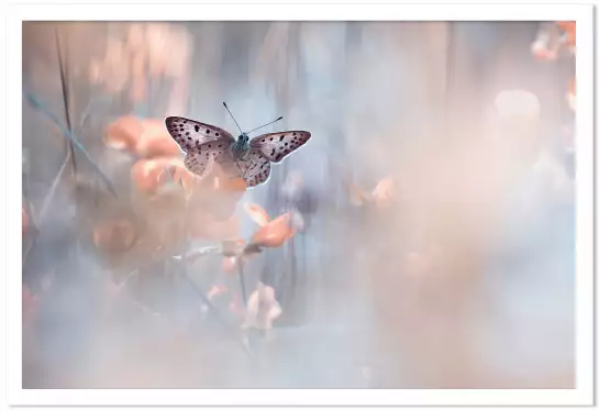 Papillon - photo poster