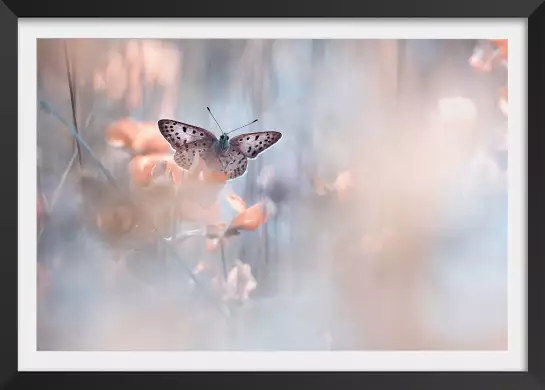 Papillon - photo poster