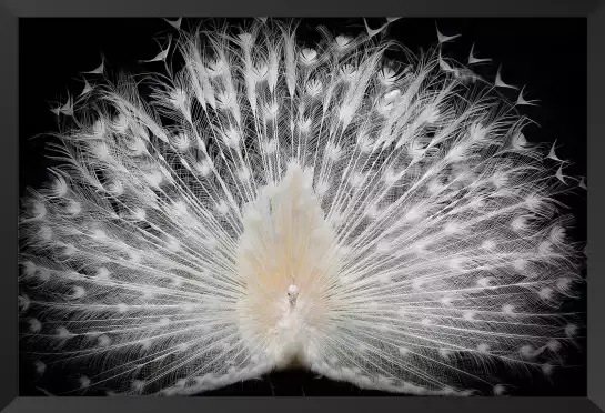 Paon blanc - photo animaux