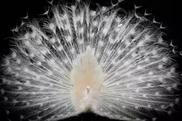 Paon blanc - photo animaux