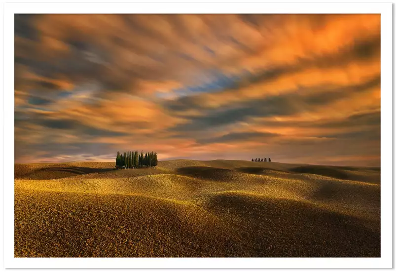 Cyprès - tableau paysage nature