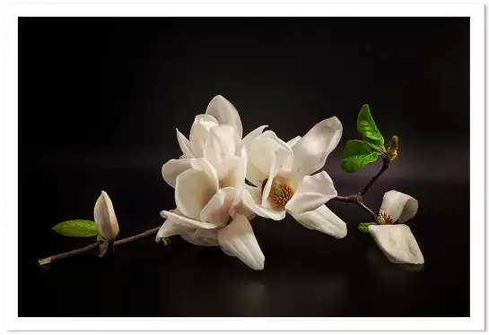 Magnolia - poster zen