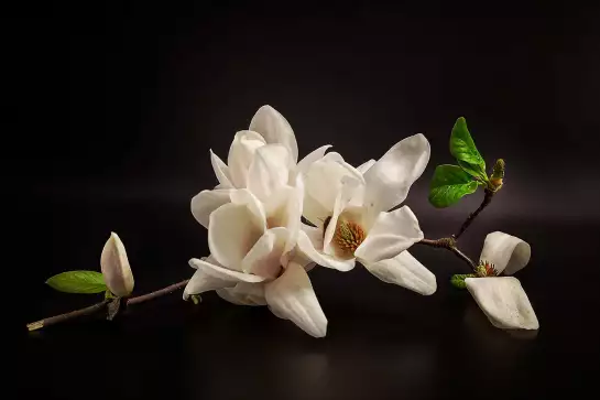 Magnolia - poster zen