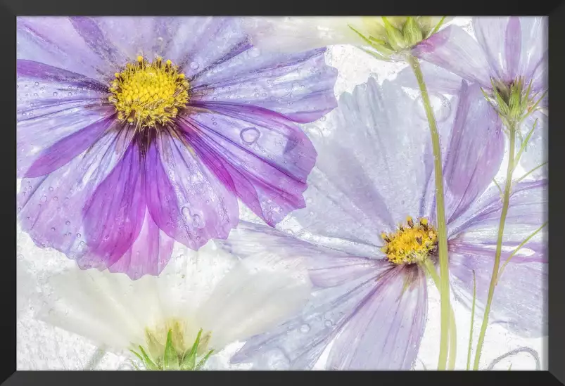 Cosmos cool - affiche de fleurs